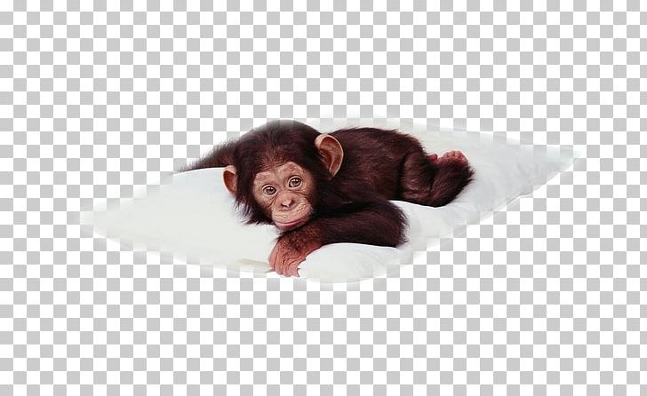 Chimpanzee Desktop Primate Monkey PNG, Clipart, Animaatio, Animal, Animals, Animation, Chimp Free PNG Download