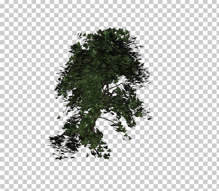 Common Ivy Vine Plant Tendril Evergreen PNG, Clipart, Arama, Branch, Common Ivy, Evergreen, Food Drinks Free PNG Download
