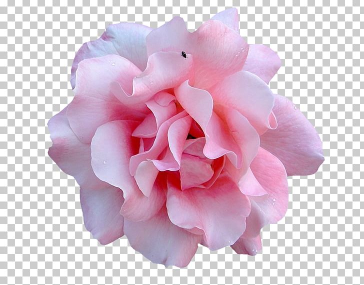 Garden Roses Computer Icons Flower PNG, Clipart, Cicek Resimleri, Computer Icons, Cut Flowers, Download, Flower Free PNG Download