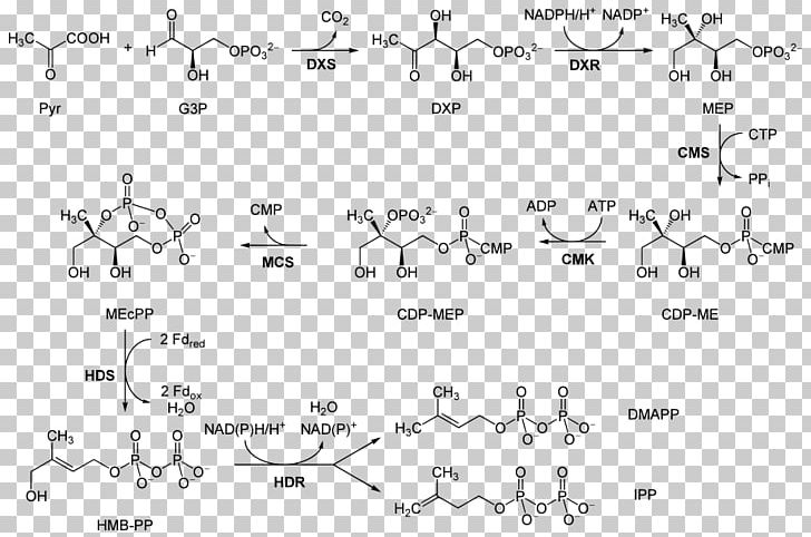 Non-mevalonate Pathway Metabolic Pathway Isopentenyl Pyrophosphate 1-Deoxy-D-xylulose 5-phosphate PNG, Clipart, 1deoxydxylulose 5phosphate, Angle, Area, Auto Part, Biosynthesis Free PNG Download