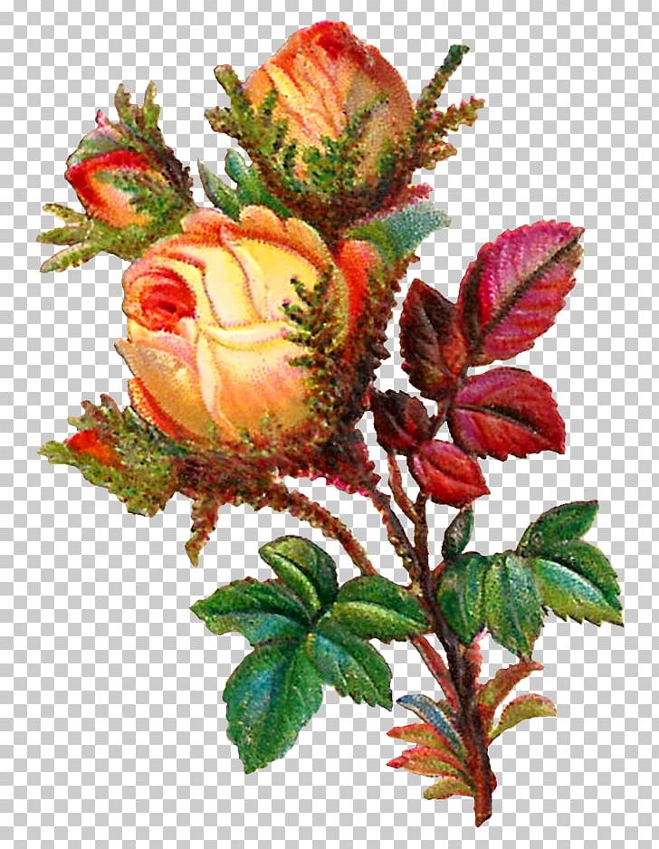 Rose Flower Bouquet PNG, Clipart, Botanical, Clip Art, Cut Flowers, Desktop Wallpaper, Digital Image Free PNG Download