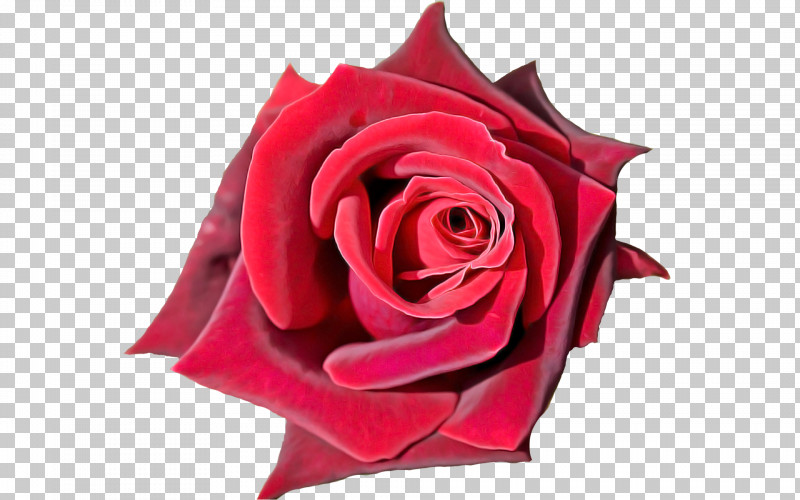 Garden Roses PNG, Clipart, Cut Flowers, Flower, Garden Roses, Hybrid Tea Rose, Petal Free PNG Download