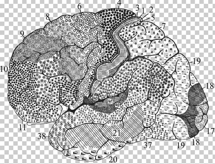 Brodmann Area 25 Cerebral Cortex Anatomy Brain PNG, Clipart, Anatomy, Art, Black And White, Brain, Fauna Free PNG Download