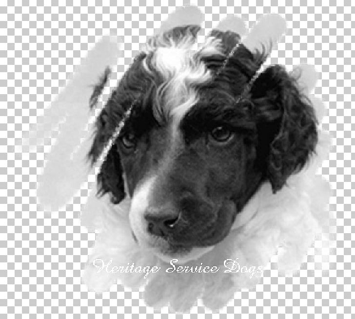 English Springer Spaniel Boykin Spaniel Stabyhoun Puppy Dog Breed PNG, Clipart, Animals, Black And White, Boykin Spaniel, Breed, Carnivoran Free PNG Download