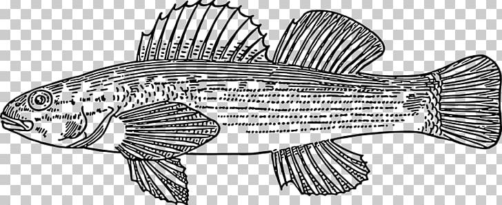 Fish Actinopterygii PNG, Clipart, Actinopterygii, Animal Figure, Animals, Artwork, Black And White Free PNG Download