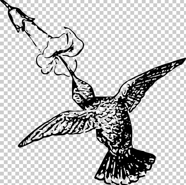 Hummingbird Beak PNG, Clipart, Animals, Art, Artwork, Beak, Bird Free PNG Download