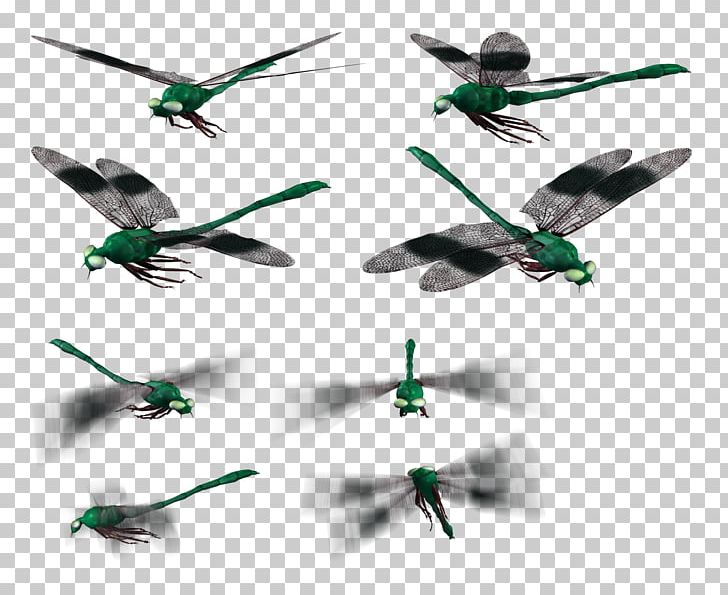 Photography Others Airplane PNG, Clipart, Aircraft, Airplane, Bird, Feather, Helicopter Free PNG Download