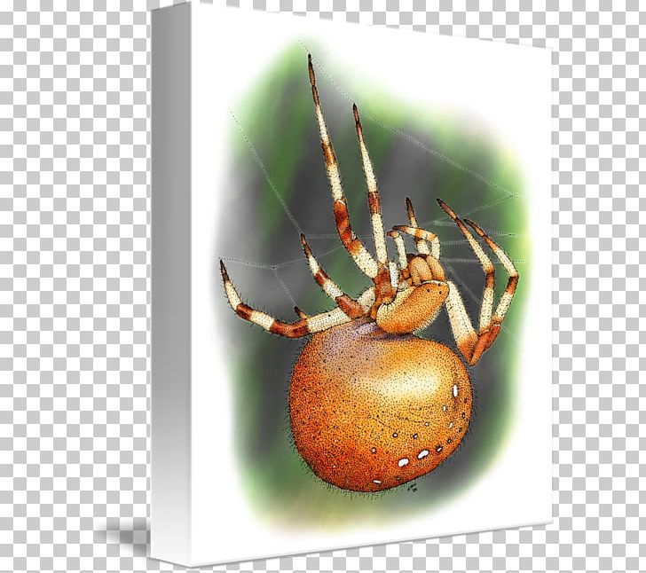 European Garden Spider Widow Spiders Kind Art PNG, Clipart, Angulate Orbweavers, Arachnid, Araneus, Art, Arthropod Free PNG Download