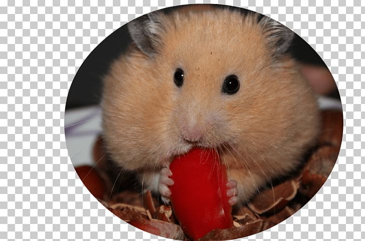 Golden Hamster Guinea Pig Rodent Pet Hamster PNG, Clipart, Bedding, Dormouse, Fauna, Fur, Gerbil Free PNG Download