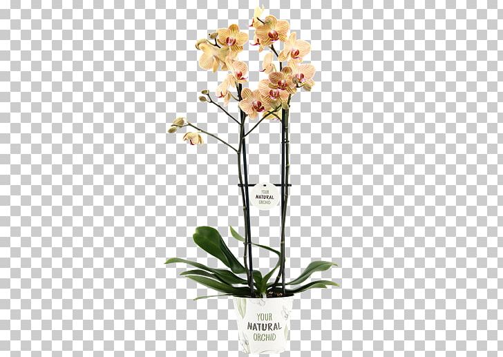 Moth Orchids Alghero Cut Flowers Stolk Flora PNG, Clipart, Alghero, Artificial Flower, Bud, Centimeter, Cut Flowers Free PNG Download