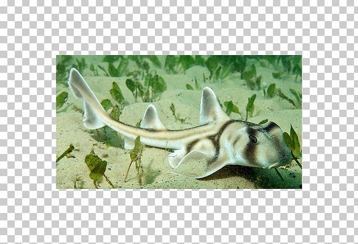 Shark Earth Wildlife May 0 PNG, Clipart, 2018, Animal, Animals, Classical Music, Crisis Free PNG Download