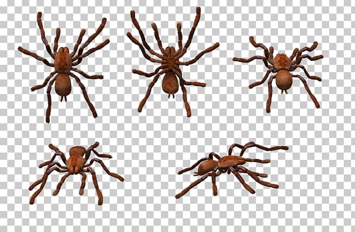 Tarantula Art PNG, Clipart, Arachnid, Art, Arthropod, Buzzard Clipart, Cobalt Blue Tarantula Free PNG Download