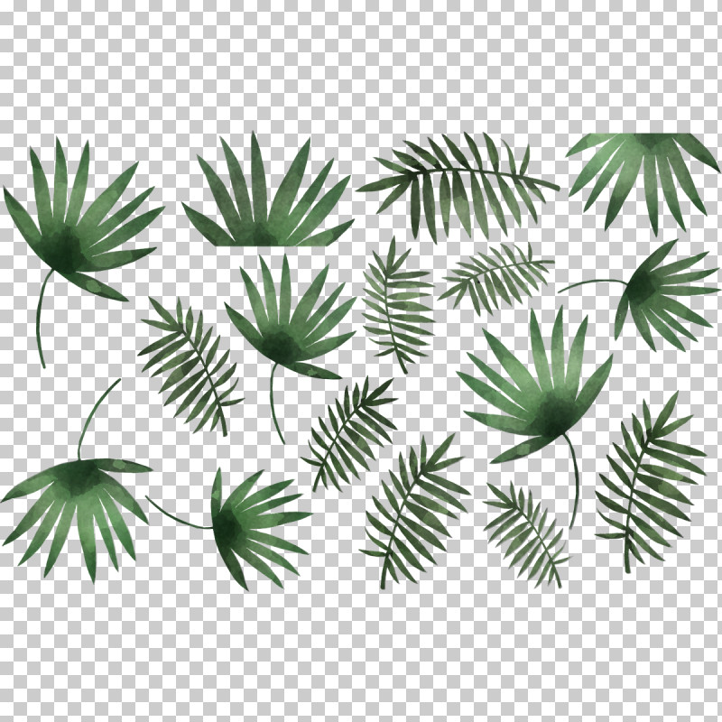 Palm Tree PNG, Clipart, American Larch, Arecales, Branch, Conifer, Elaeis Free PNG Download