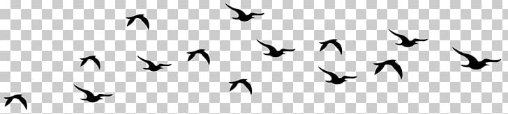 Bird Photography PNG, Clipart, Animal Migration, Animals, Beak, Bird, Bird Migration Free PNG Download