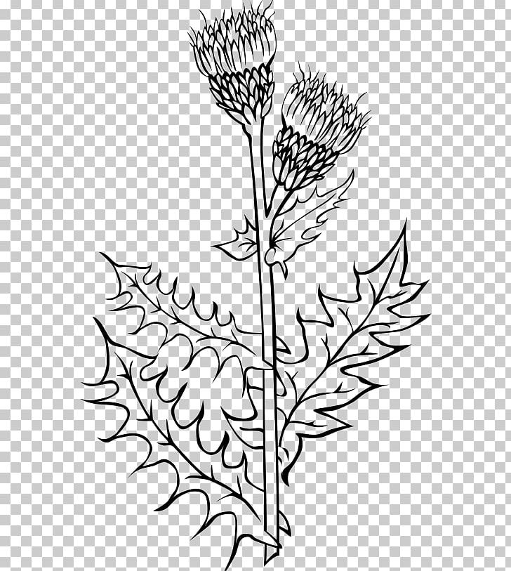 Creeping Thistle Cirsium Vulgare Milk Thistle Drawing PNG, Clipart, Artwork, Black And White, Branch, Cirsium, Cirsium Vulgare Free PNG Download