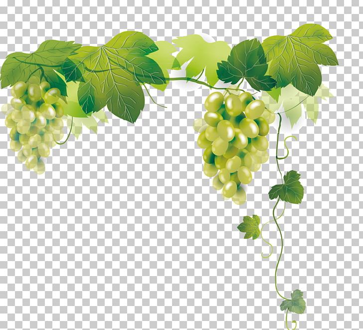 Grape Auglis PNG, Clipart, Aedmaasikas, Auglis, Black Grapes, Branch, Dots Per Inch Free PNG Download