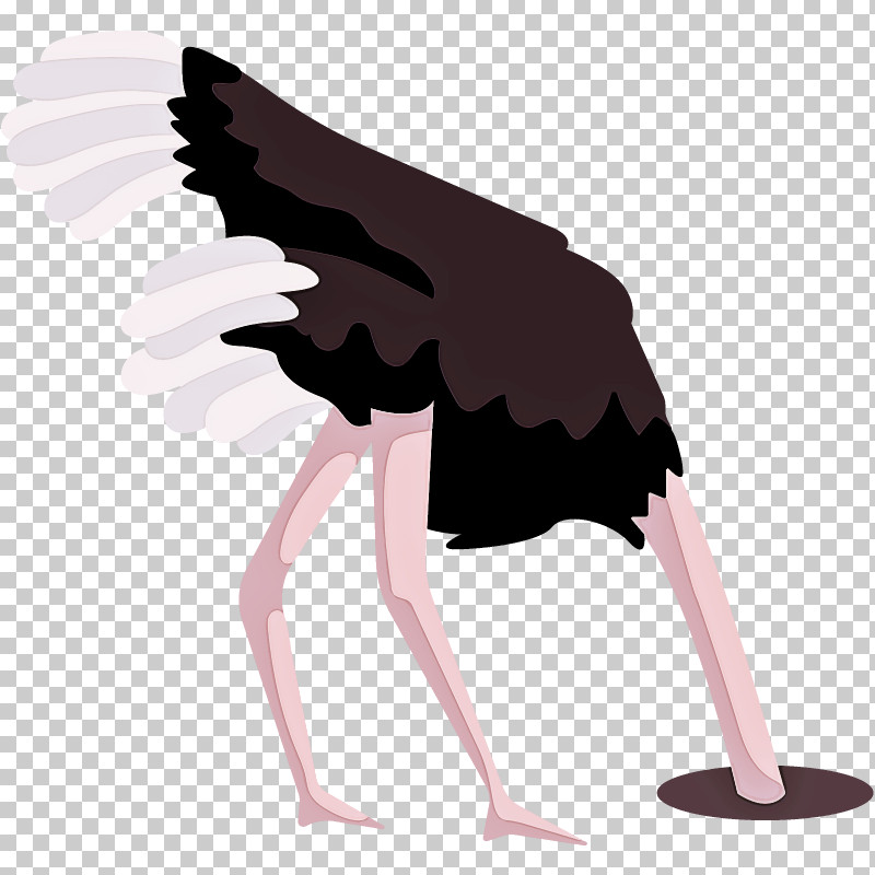 Bird Ostrich Beak Wing PNG, Clipart, Beak, Bird, Ostrich, Wing Free PNG Download