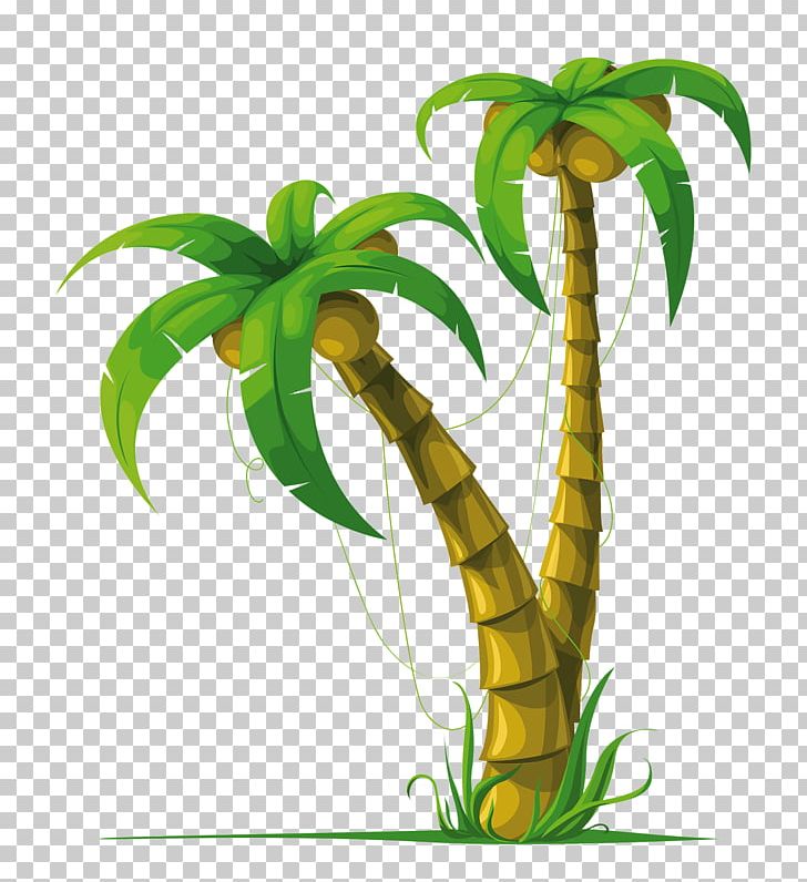 Arecaceae Coconut Tree PNG, Clipart, Arecaceae, Arecales, Coconut, Flora, Flower Free PNG Download