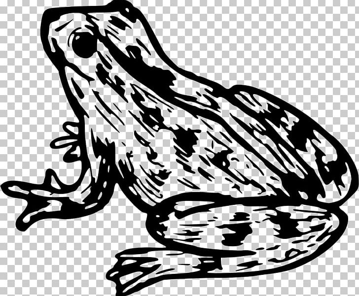Frog Toad Amphibian PNG, Clipart, Amphibian, Animal, Animals, Art, Artwork Free PNG Download