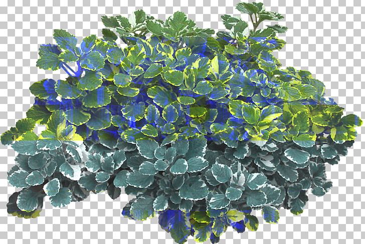 Plant Ipomoea Nil Green Shrub PNG, Clipart, Blue, Bush, Bush Top, Encapsulated Postscript, Flower Free PNG Download