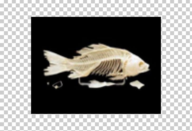 Bony Fishes Human Skeleton Vertebrate PNG, Clipart, Bone, Bony Fishes, Chondrichthyes, Fantasy, Fauna Free PNG Download