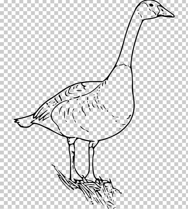 Canada Goose Canada Goose PNG, Clipart, Animals, Bird, Canada, Concise, Happy Birthday Vector Images Free PNG Download