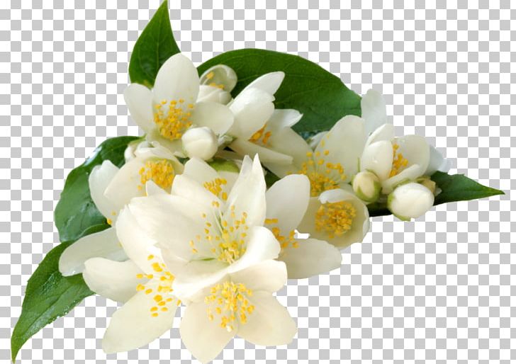 Jasminum Grandiflorum Absolute Essential Oil Common Jasmine PNG, Clipart, Absolute, Arabian Jasmine, Aroma Compound, Aromatherapy, Blossom Free PNG Download