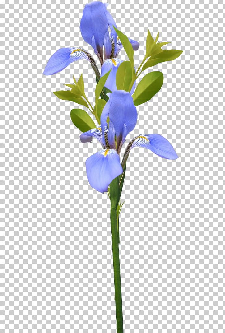 Centerblog Irises Flower Pine PNG, Clipart, Beauty, Bleu, Blog, Branch, Branching Free PNG Download
