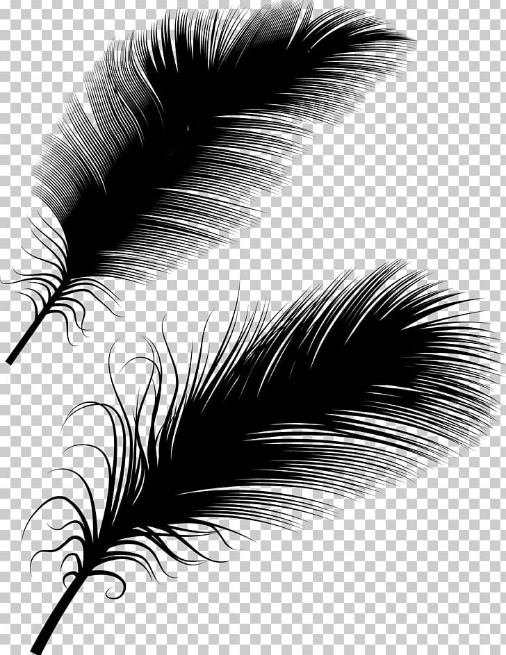 Bird Feather Euclidean Illustration PNG, Clipart, Animal, Animal Hair, Bird, Black, Black And White Free PNG Download