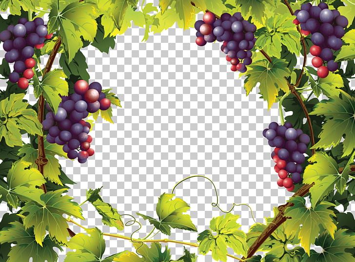 Common Grape Vine Landscaping With Fruit Landscape PNG, Clipart, Bilberry, Common Grape Vine, Flowering Plant, Food, Fruit Free PNG Download