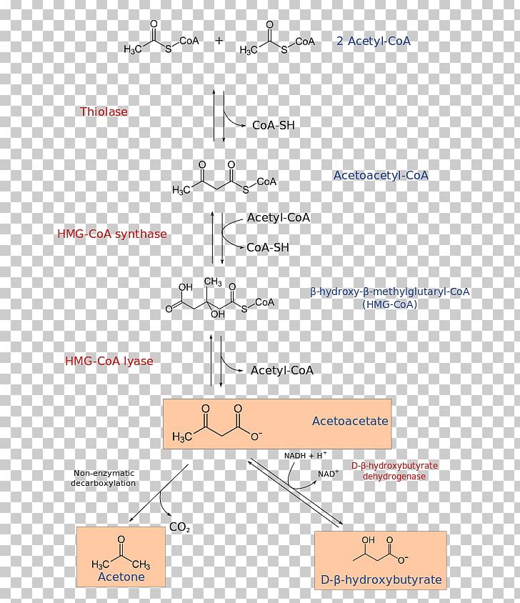 HMG-CoA 3-hydroxy-3-methylglutaryl-CoA Lyase Ketone Bodies Acetyl-CoA Coenzyme A PNG, Clipart, Acetoacetic Acid, Acetoacetylcoa, Acetylcoa, Angle, Area Free PNG Download