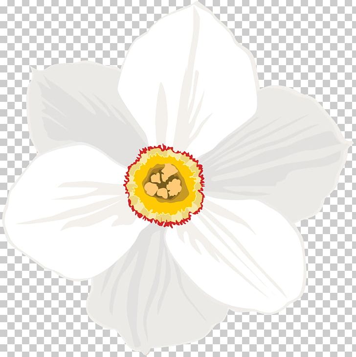 Narcissus PNG, Clipart, Daffodil, Flower, Flowering Plant, Narcissus, Petal Free PNG Download