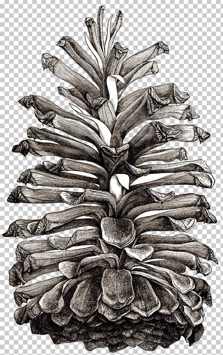 Pinus Palustris Conifer Cone Coulter Pine Drawing Eastern White Pine PNG, Clipart, Black And White, Cone, Conifer, Conifer Cone, Coulter Pine Free PNG Download