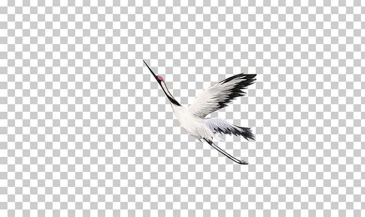 Water Bird Crane Beak Feather PNG, Clipart, Asuka, Background White, Beak, Bird, Birds Free PNG Download