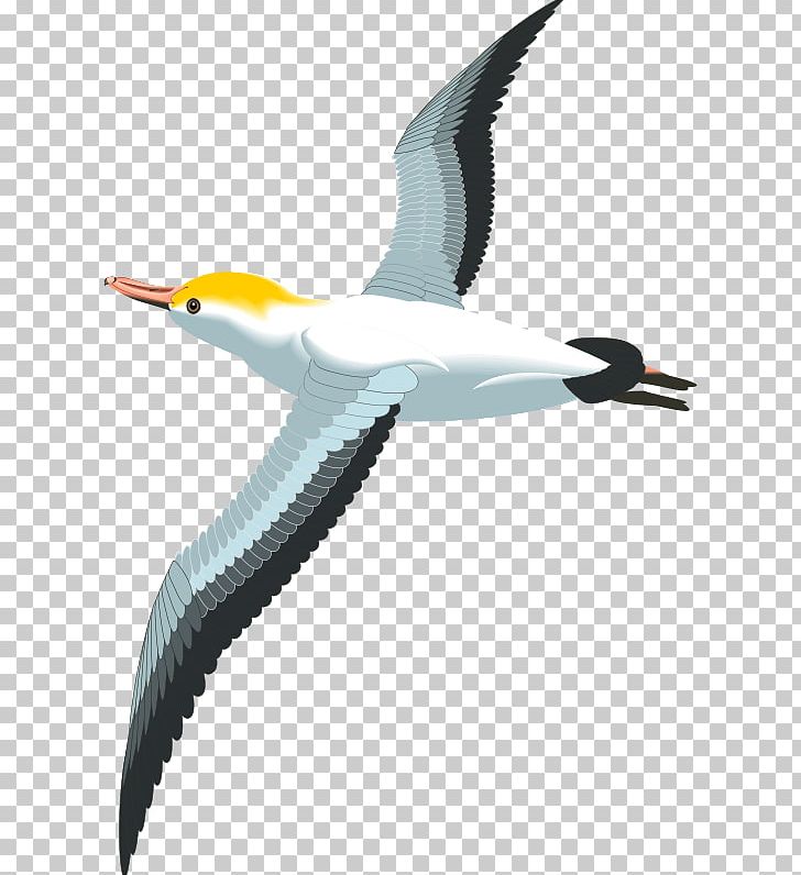 Gulls Bird PNG, Clipart, Albatross, Animals, Beak, Bird, Charadriiformes Free PNG Download