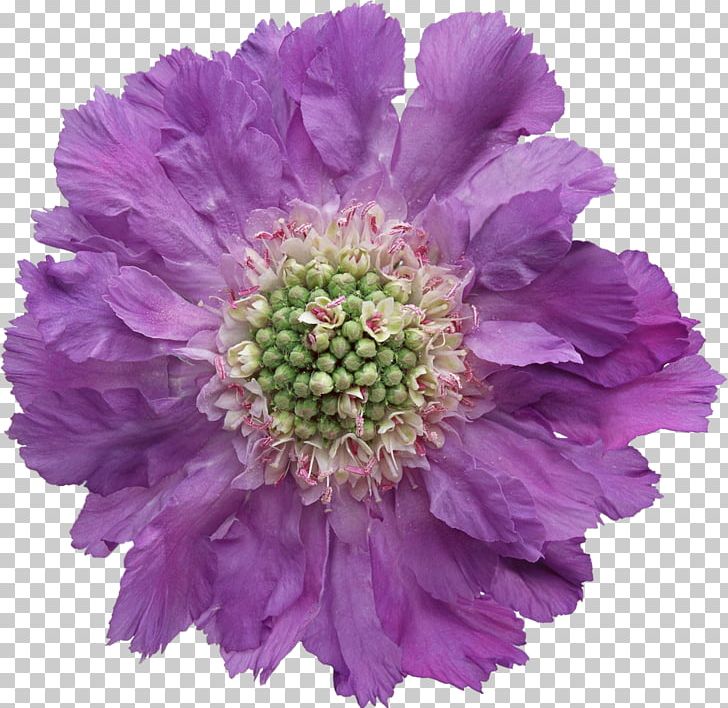 Portable Network Graphics Violet Flower Purple Adobe Photoshop PNG, Clipart, Annual Plant, Aster, Chrysanths, Cicek, Cut Flowers Free PNG Download