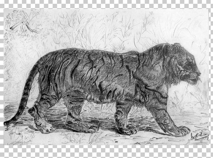 Big Cat Dog Terrestrial Animal Canidae PNG, Clipart, Animal, Animals, Big Cat, Big Cats, Black And White Free PNG Download