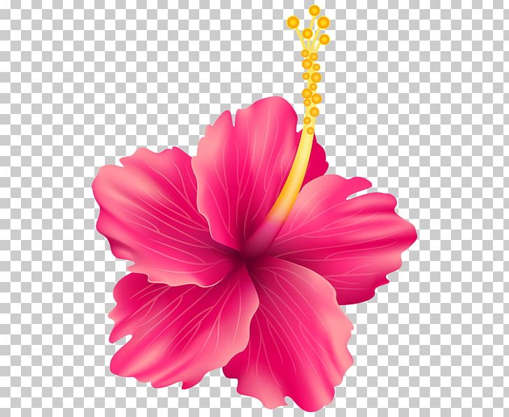 Borders And Frames Flower PNG, Clipart, Annual Plant, Borders, Borders And Frames, China Rose, Chinese Hibiscus Free PNG Download