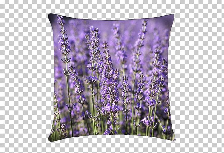 English Lavender Throw Pillows Cushion Garden PNG, Clipart, Bath Salts, Cushion, Embryophyta, English Lavender, Flower Free PNG Download