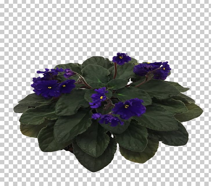 Primrose Cut Flowers PNG, Clipart, African Violets, Blue, Cut Flowers, Flower, Flowering Plant Free PNG Download