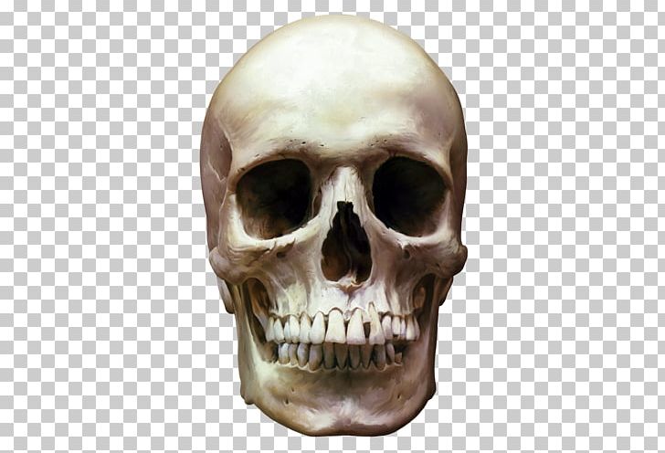 Skull Skeleton Bone PNG, Clipart, Bone, Digital Image, Fantasy, Head, Human Skull Free PNG Download