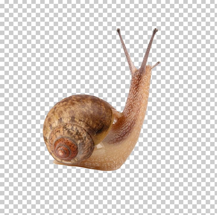 4 Pics 1 Word Gastropods Land Snail Cornu Aspersum PNG, Clipart, 4 Pics 1 Word, Ampullariidae, Animals, Brown, Creative Ads Free PNG Download