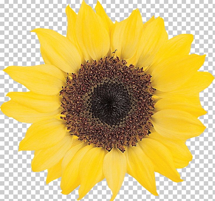 Computer Icons File Formats PNG, Clipart, Common Sunflower, Computer Icons, Daisy Family, Display Resolution, Document Free PNG Download