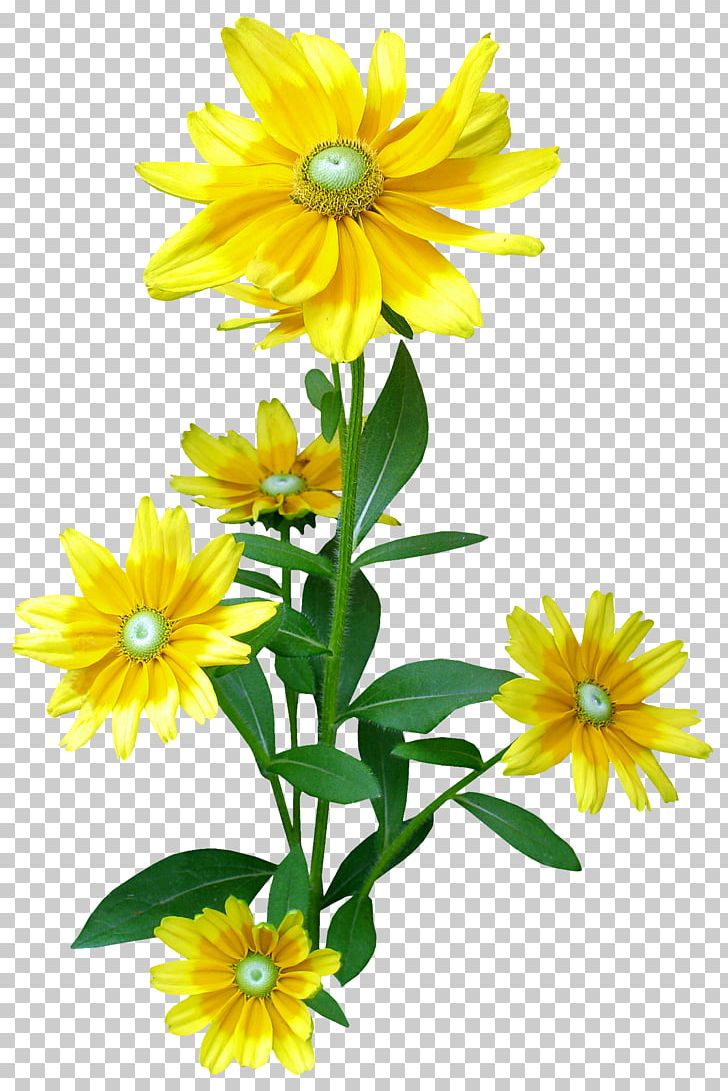 Flower PNG, Clipart, Annual Plant, Daisy Family, Decorative, Encapsulated Postscript, Floral Free PNG Download
