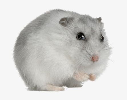 Hamsters PNG, Clipart, Animal, Animals, Cute, Cute Animals, Cut Out Free PNG Download