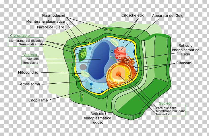Plant Cell Cell Wall Prokaryote PNG, Clipart, Cell, Cell Membrane, Cell Nucleus, Cell Wall, Chloroplast Free PNG Download