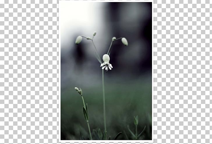 Twig Plant Stem Close-up Wildflower PNG, Clipart, Closeup, Flora, Flower, Grass, Others Free PNG Download