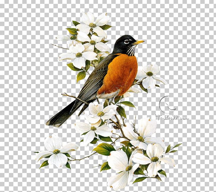 Bird European Robin American Robin PNG, Clipart, American Robin, Animaatio, Animal, Beak, Bird Free PNG Download