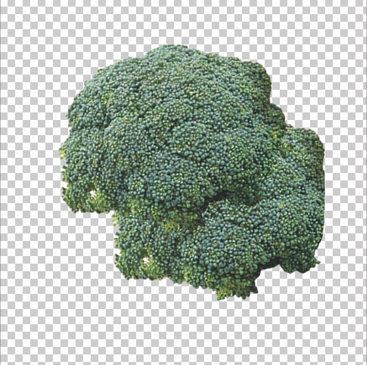 Broccoli Vegetable Food Cauliflower PNG, Clipart, Asado, Broccoli, Broccoli 0 0 3, Broccoli Art, Broccoli Dog Free PNG Download