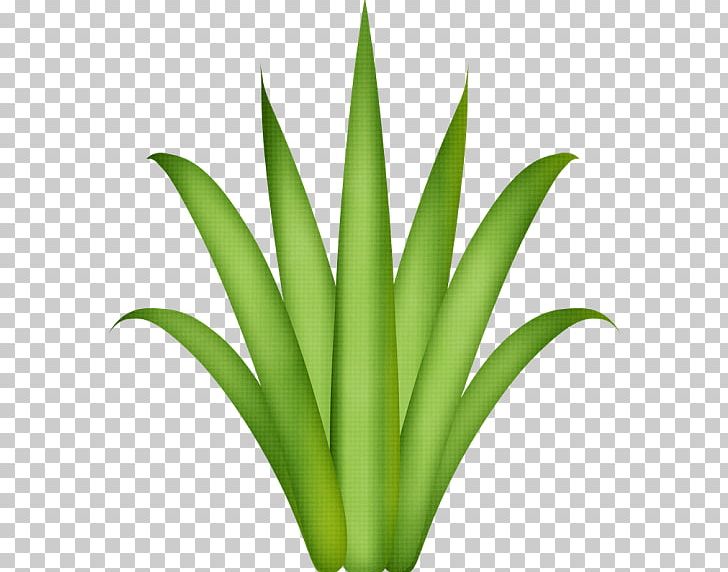 Herpes Labialis Pain PNG, Clipart, Aloe, Cheilitis, Commodity, Flowerpot, Grass Free PNG Download